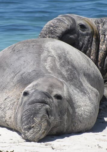 Elephant Seals