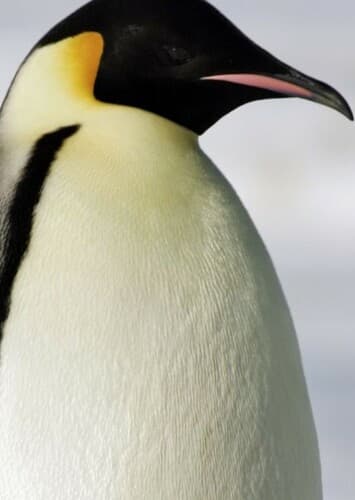 Emperor Penguin