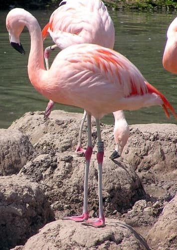 Flamingo