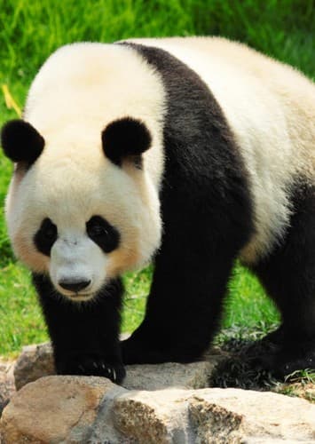 Giant Panda
