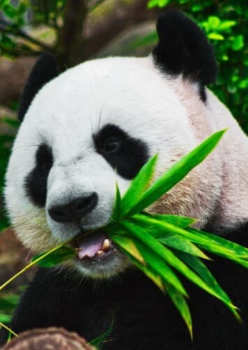 Giant Panda