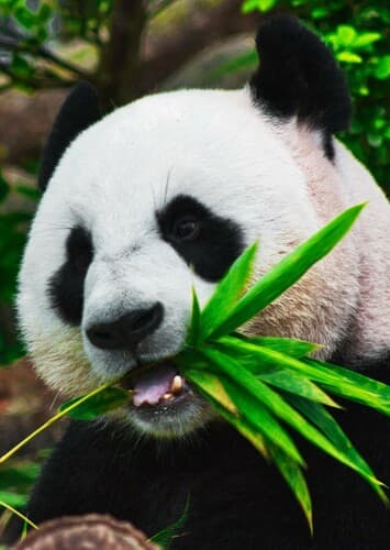 Giant Panda