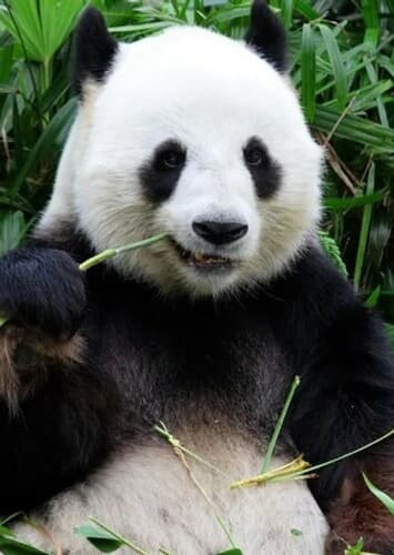 Giant Panda