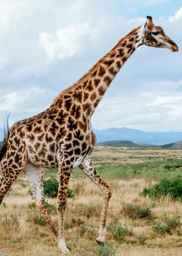 Giraffe