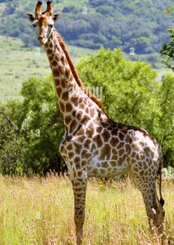 Giraffe