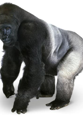 Gorilla