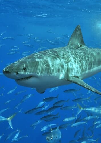 Great White Shark