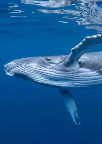 Humpback whale
