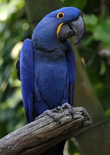 Hyacinth Macaw