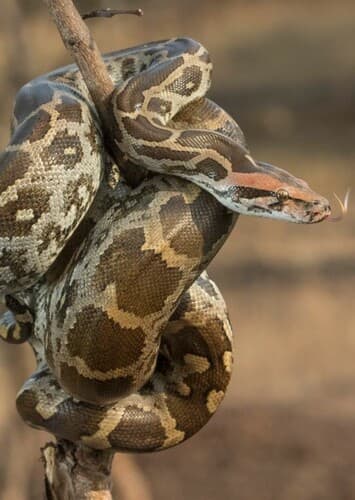 Indian Python