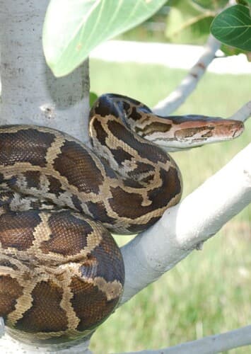 Indian Python