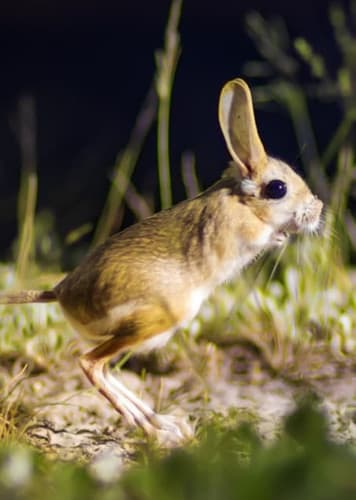 Jerboa