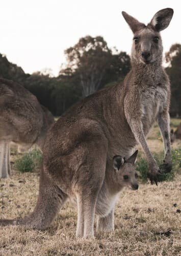 Kangaroo