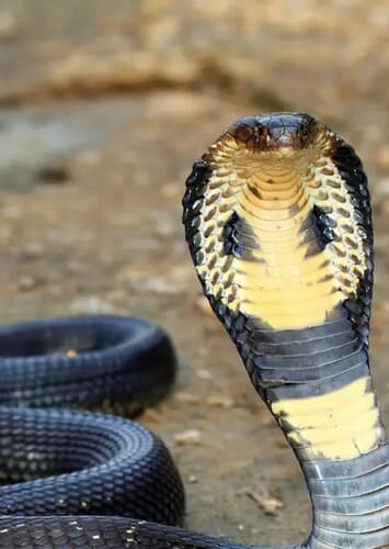 King Cobra