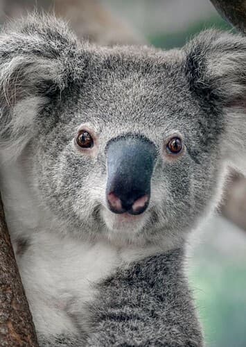 Koala