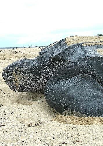 Leatherback Turtle