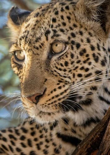 Leopard