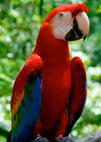 Macaw