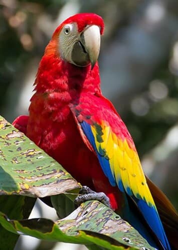 Macaw