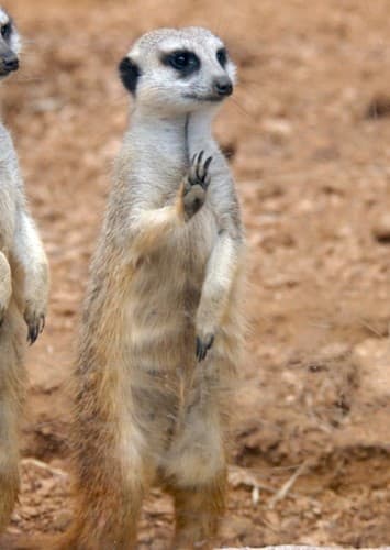 Meerkat