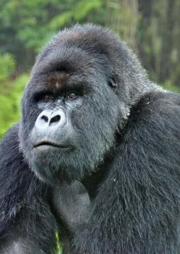 Mountain Gorilla