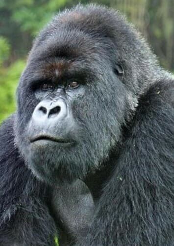 Mountain Gorilla