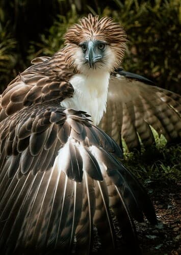 Philippine Eagle