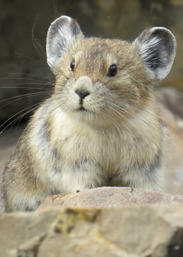 Pika