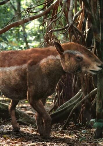 Propalaeotherium