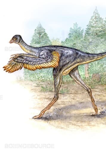Protarchaeopteryx
