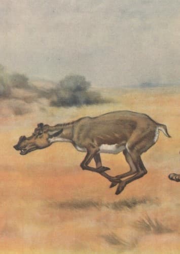 Protoceras