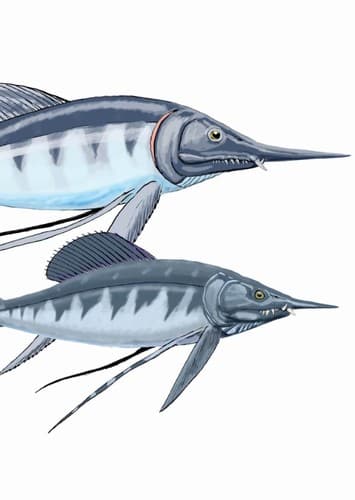 Protosphyraena
