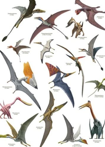 Pterosaurs