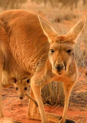 Red Kangaroo