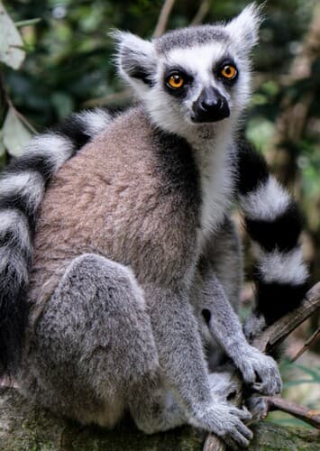 Ring Tailed Lemur