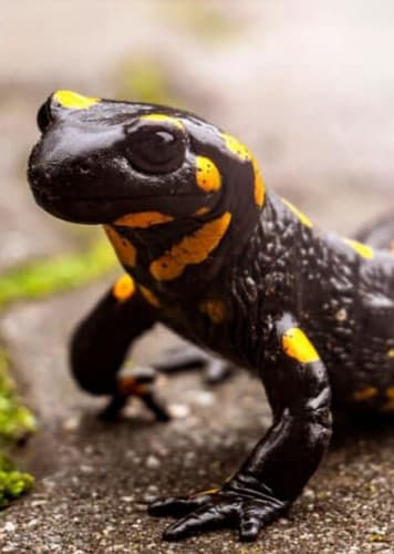 Salamander (Generic)