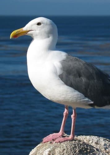 Seagull