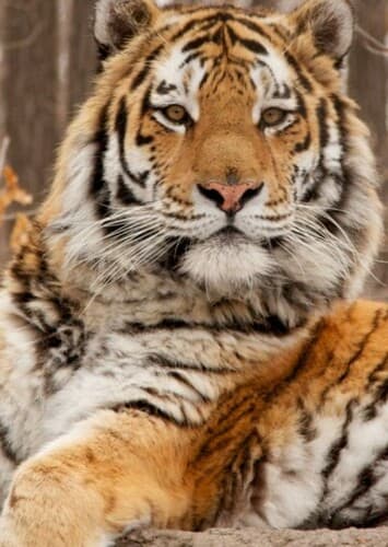 Siberian Tiger