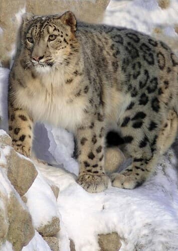 Snow Leopard