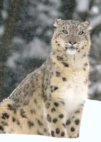 Snow Leopard