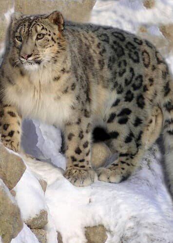 Snow Leopard