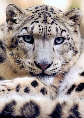 Snow Leopard