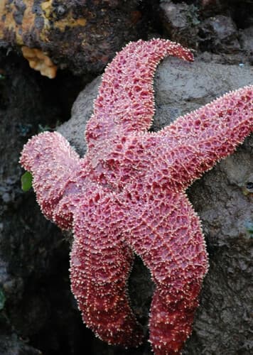Starfish