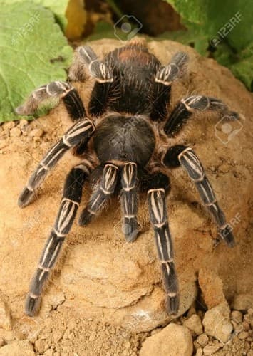 Tarantulas