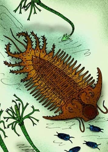 Terataspis
