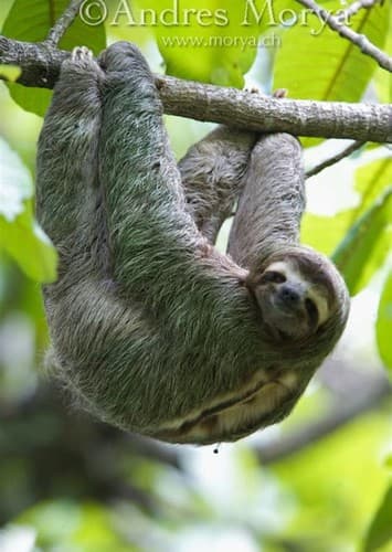 Three-Toed Sloth