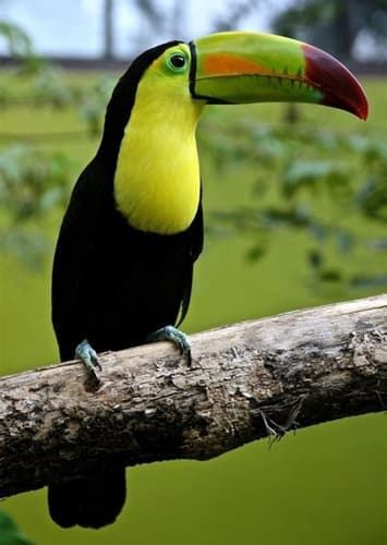 Toucan