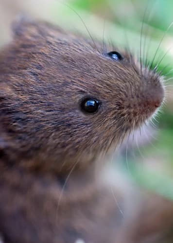 Vole