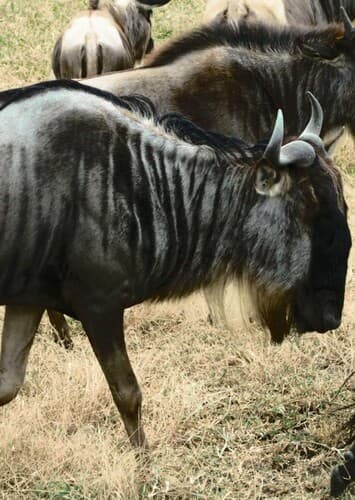 Wildebeest