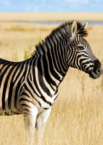 Zebra